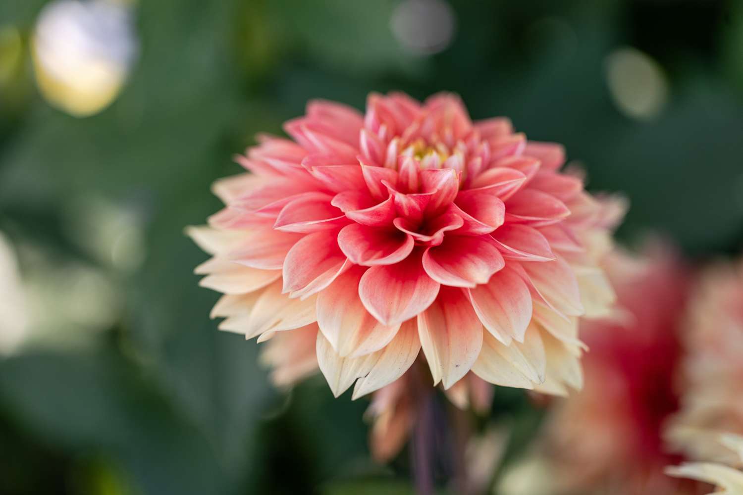 Dahlie 'Sunset Tropicana'